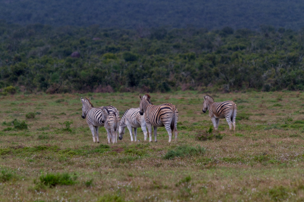 20120807   Sudafrica 0887